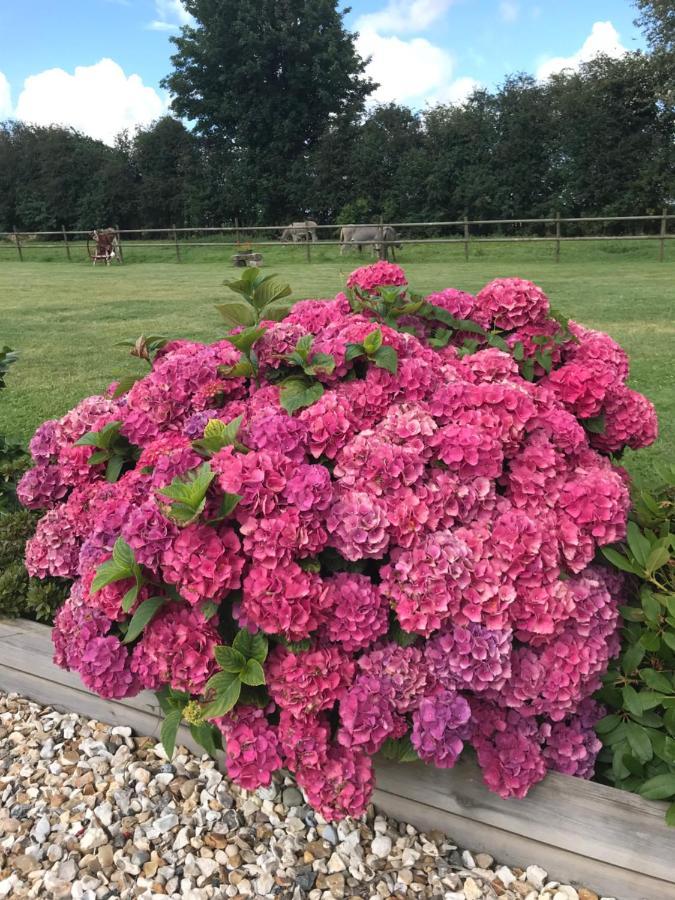 La Grange Aux Hortensias Thiergeville 外观 照片